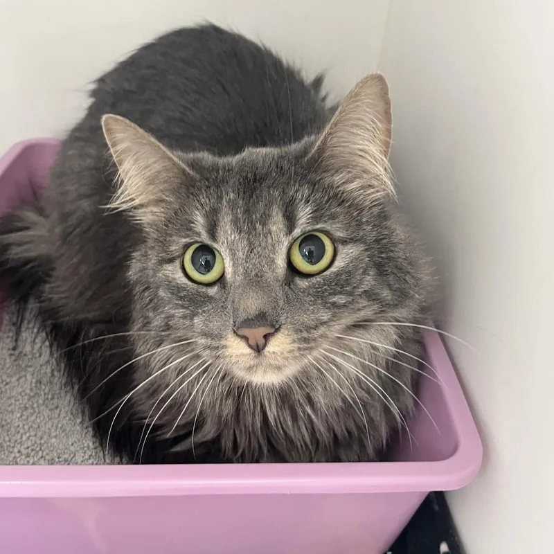 An adult medium-sized female Domestic Long Hair cat named Mia for adoption in Crookston, MN
