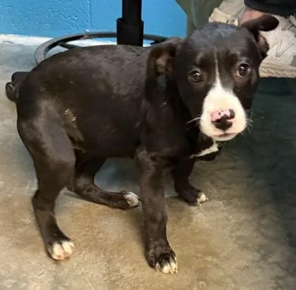A baby large-sized female Terrier dog named Layla for adoption in Paducah, KY