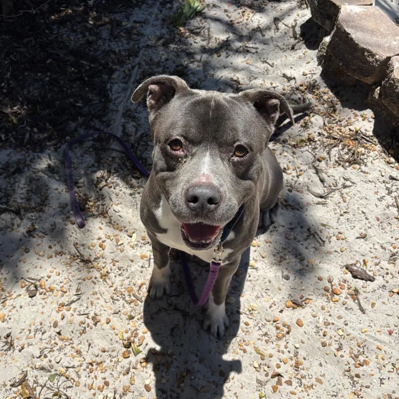 A senior large-sized male Gray / Blue / Silver Mixed Breed dog named Magic for adoption in Sarasota, FL