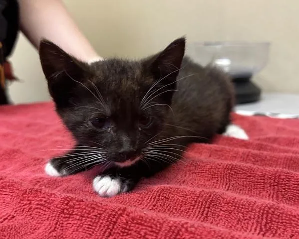 A baby small-sized female Domestic Short Hair cat named Mija for adoption in Oceanside, CA