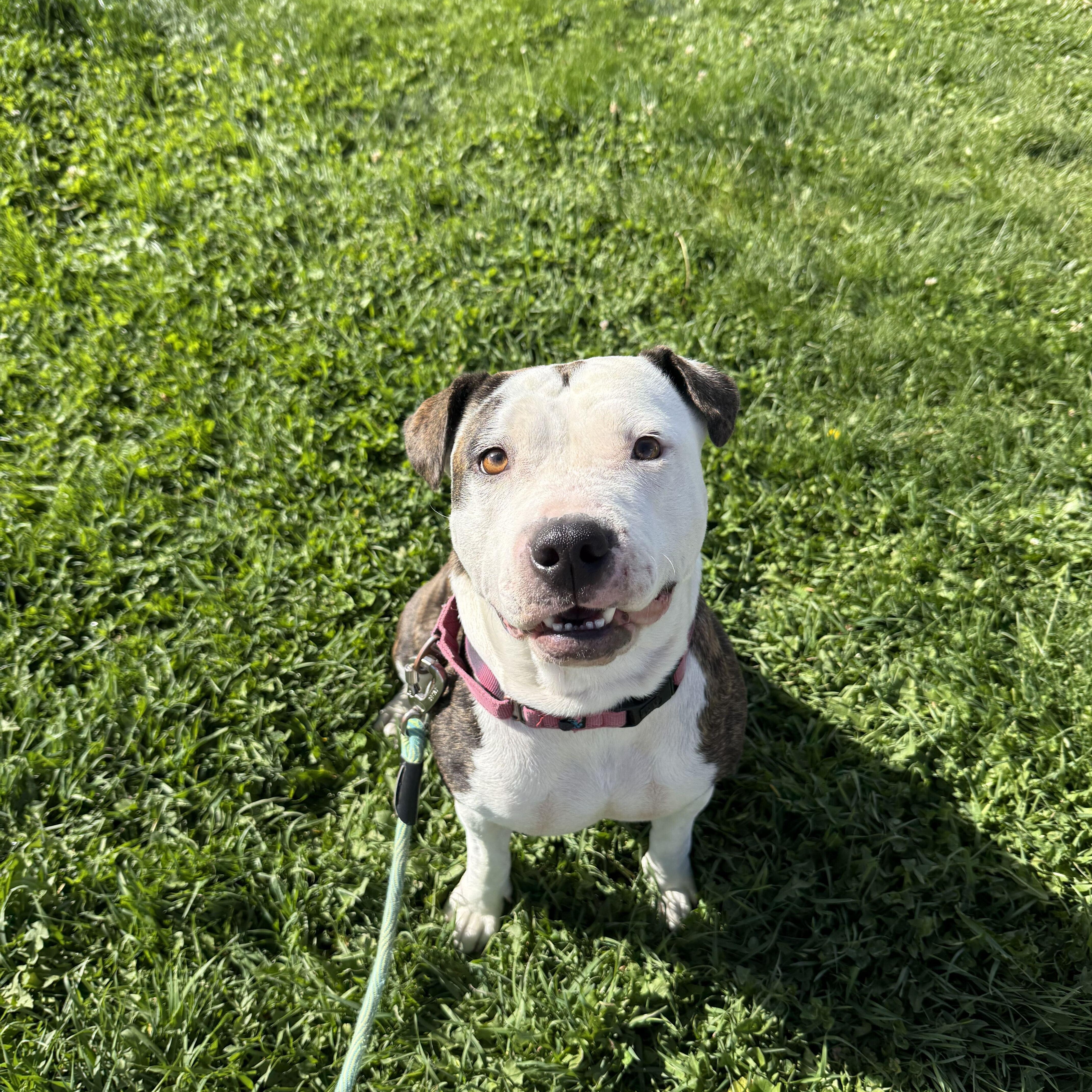An adult medium-sized female Pit Bull Terrier dog named Luna for adoption in Ridgway, CO