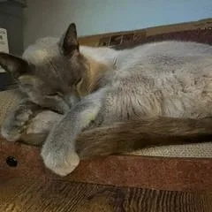 Macchiato