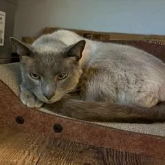 Macchiato thumbnail 2