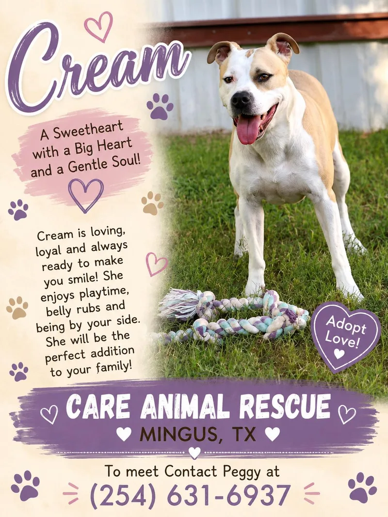 An adult medium-sized female American Bulldog dog named Creme for adoption in Mingus, TX