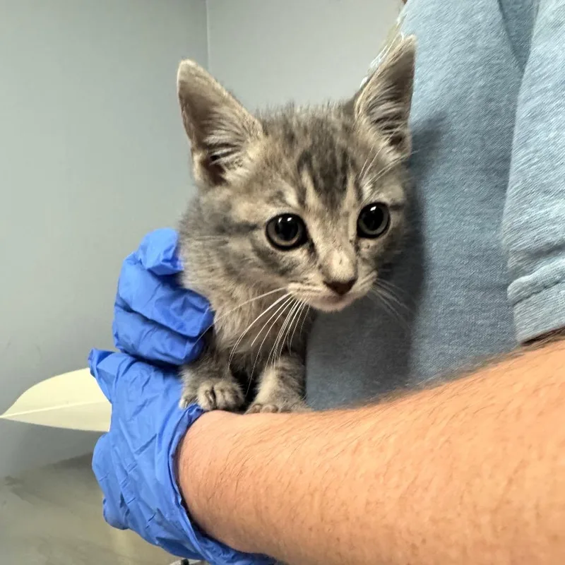 A baby small-sized female Black Domestic Short Hair cat named Gabby for adoption in Columbus, GA