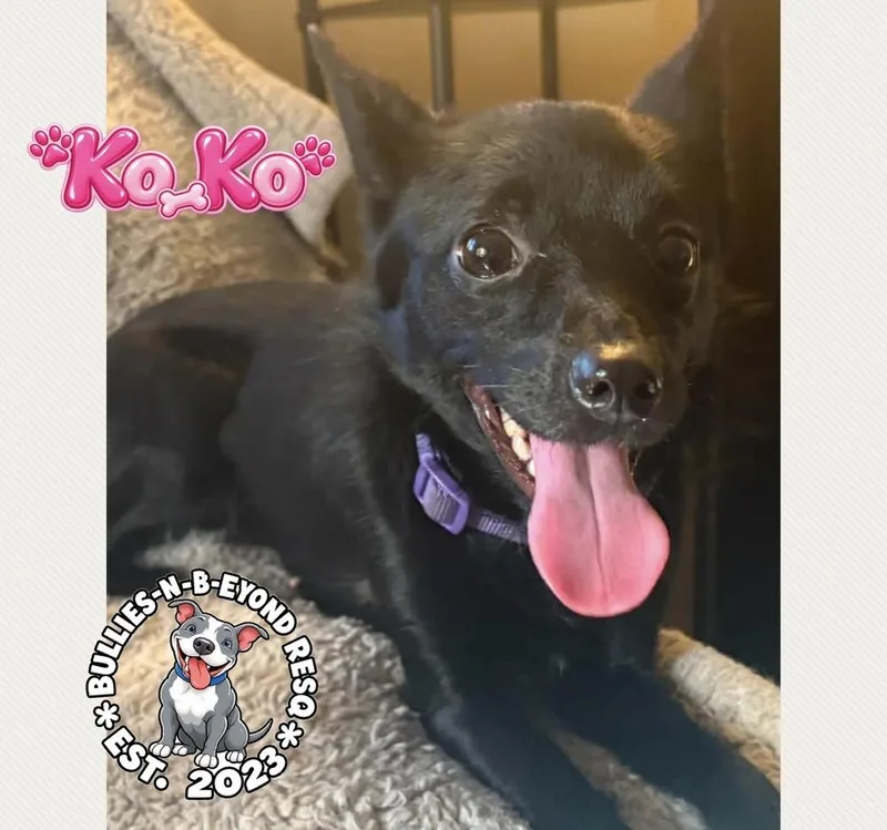 An adult medium-sized female Black Australian Shepherd dog named Ko Ko for adoption in Omaha, NE