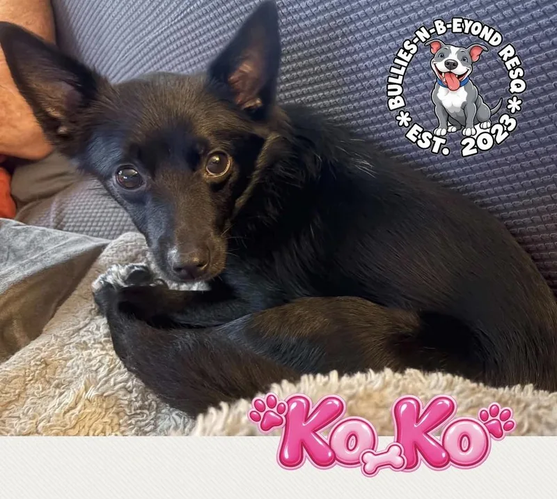 Ko Ko thumbnail 2