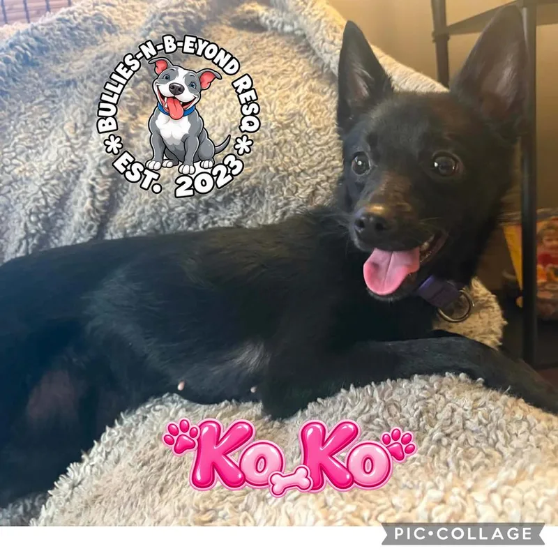 Ko Ko thumbnail 5