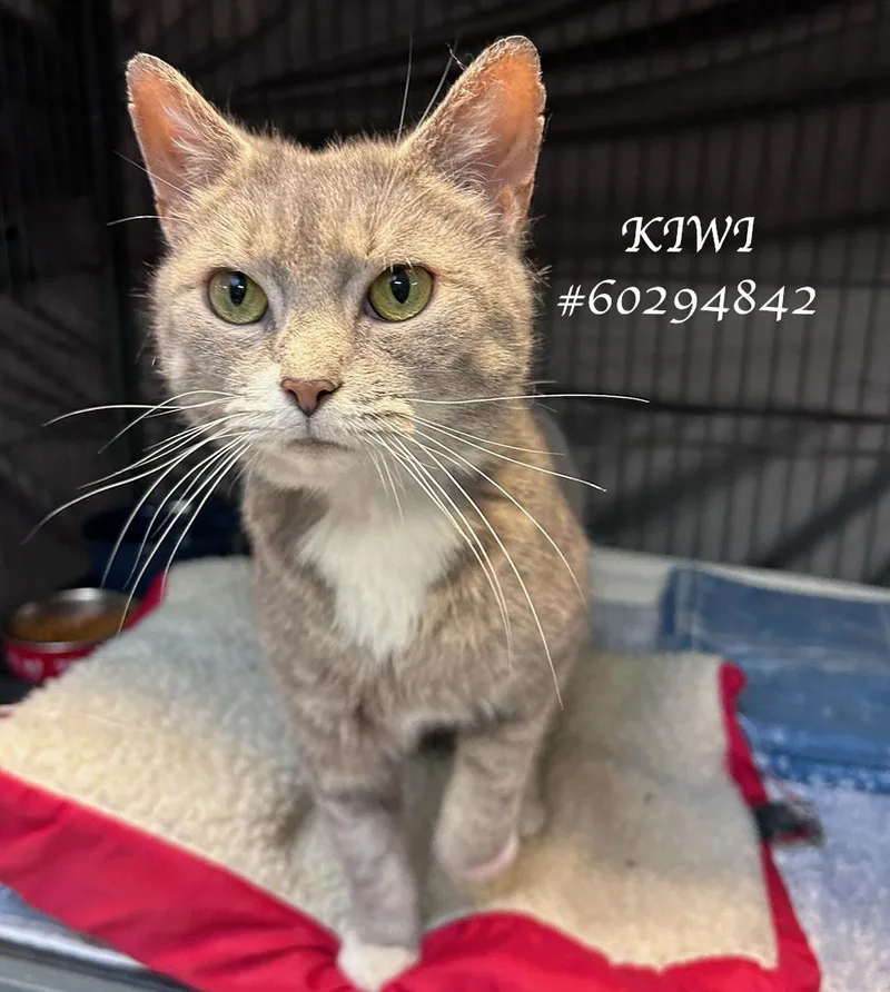 A senior small-sized female Tabby (Gray / Blue / Silver) Tabby cat named Kiwi for adoption in Wilkes Barre, PA