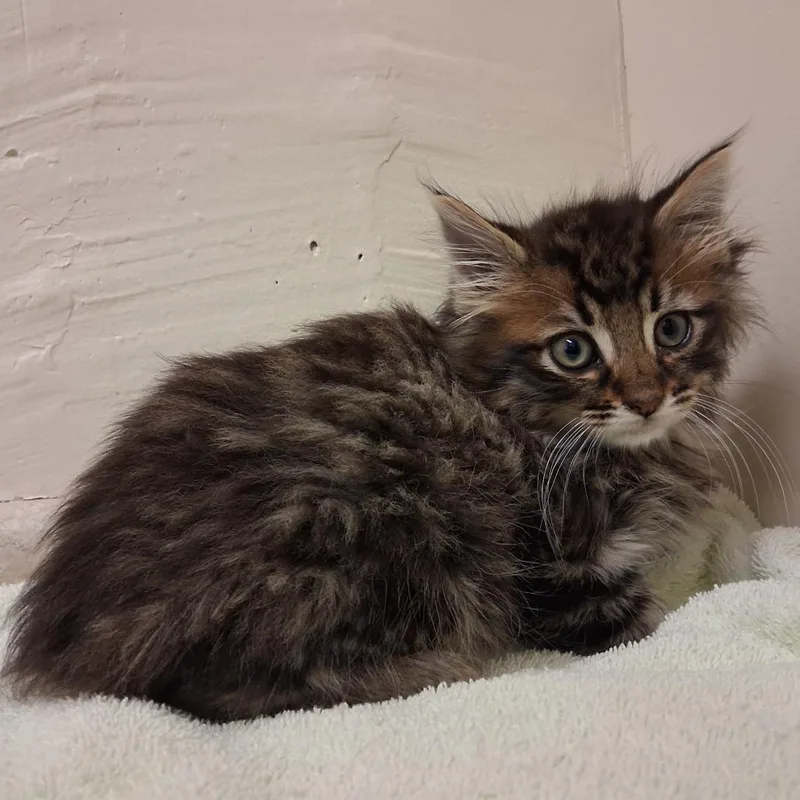 A baby small-sized male Brown / Chocolate Domestic Long Hair cat named Turnip for adoption in Middlebury, VT