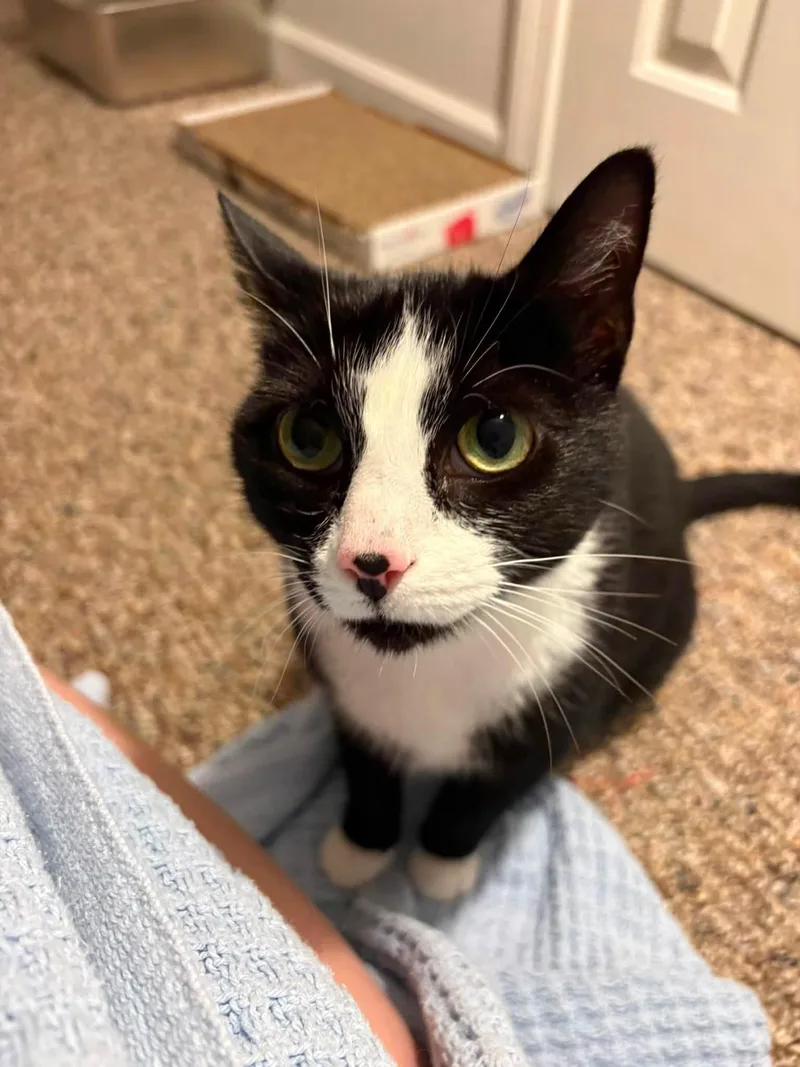 An adult medium-sized female Domestic Short Hair cat named Shelby for adoption in Enfield, CT