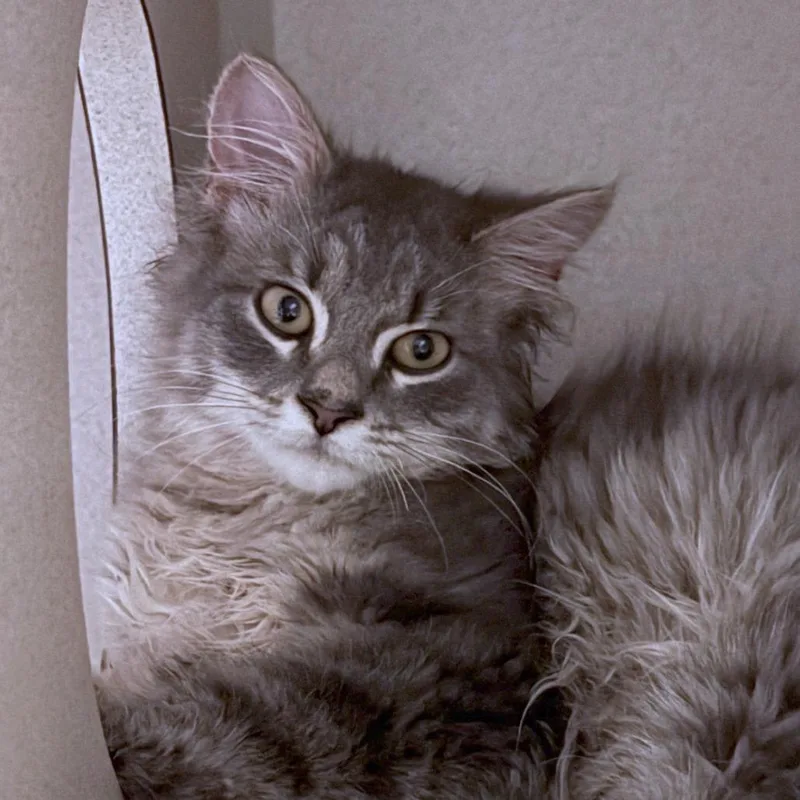 A baby small-sized male Gray / Blue / Silver Domestic Long Hair cat named Gris for adoption in Providence, RI