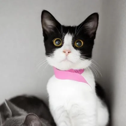 A baby small-sized female White Domestic Short Hair cat named Lilith for adoption in Atlanta, GA