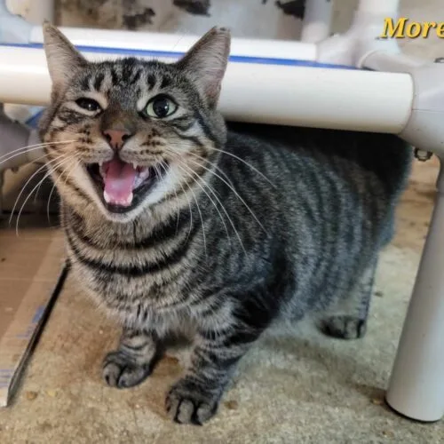 An adult medium-sized female Tabby (Brown / Chocolate) Domestic Short Hair cat named Morel for adoption in Tipp City, OH