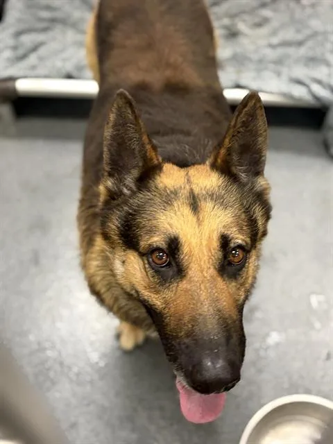 An adult large-sized male Mixed Breed dog named Germ for adoption in Dallas, TX