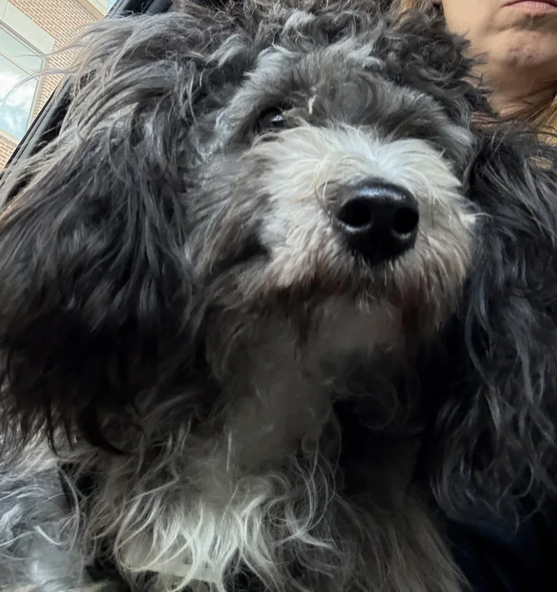 A young small-sized male Miniature Poodle dog named Boots for adoption in Crookston, MN