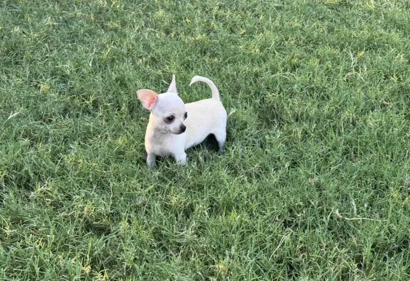 A young small-sized female Chihuahua dog named Chichi for adoption in Forney, TX