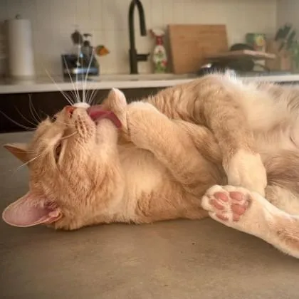 An adult small-sized male Orange / Red Domestic Short Hair cat named Winky for adoption in Atlanta, GA