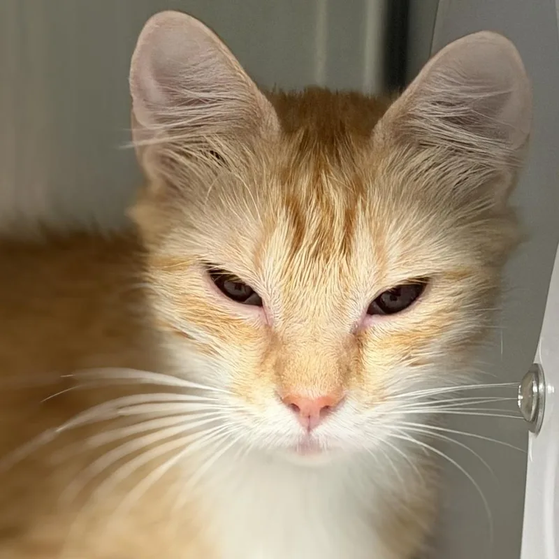 A young medium-sized female Orange / Red Domestic Medium Hair cat named Eggs Bonded with Bacon for adoption in Kennebunk, ME