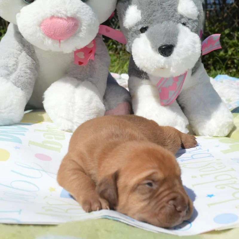 Daisy Pup