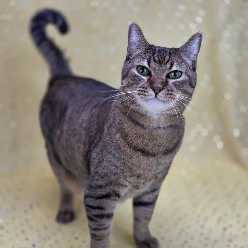 A senior large-sized male Brown / Chocolate Domestic Short Hair cat named Gunnerc for adoption in East Saint Louis, IL