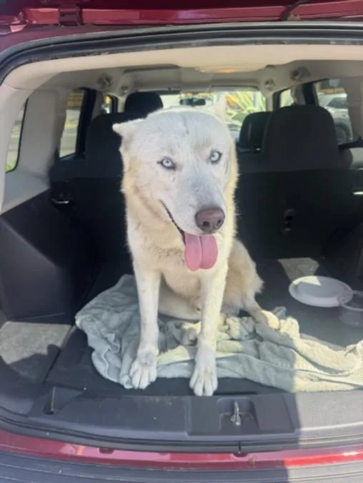 An adult large-sized male Husky dog named Snow for adoption in Los Angeles, CA