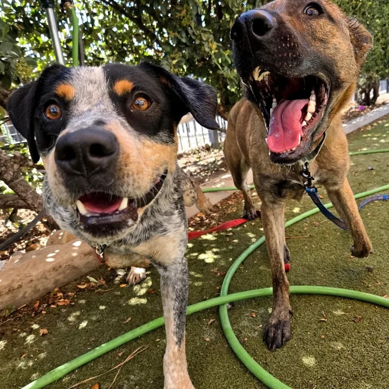 A young medium-sized male Black Australian Cattle Dog / Blue Heeler dog named Yucca for adoption in Albuquerque, NM
