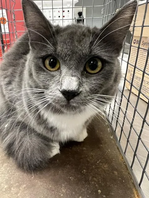 A young small-sized female Domestic Short Hair cat named Lou Lou for adoption in Las Vegas, NV