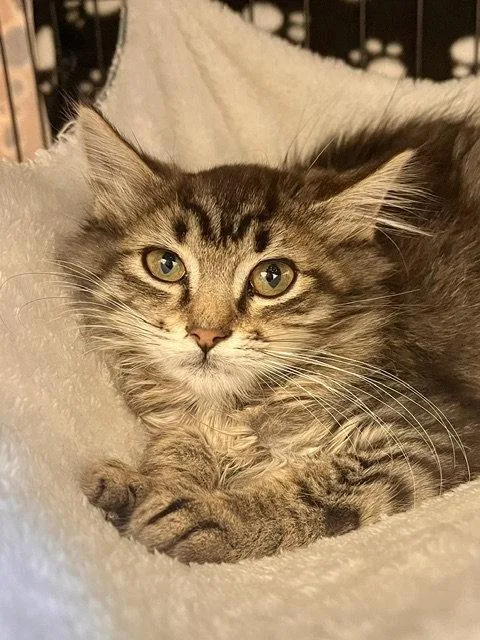 A baby medium-sized male Domestic Medium Hair cat named Rambo for adoption in Webster, WI