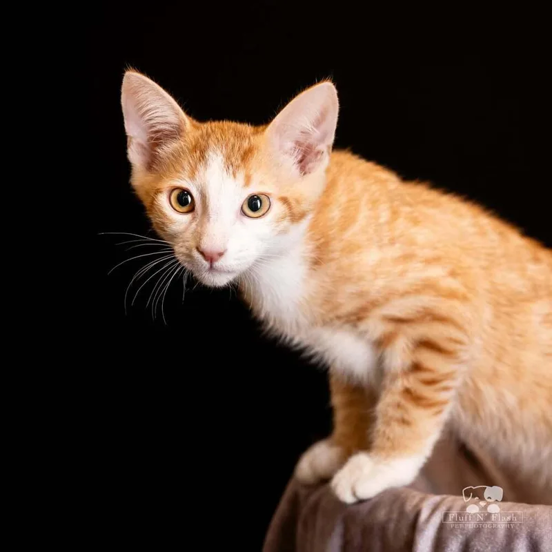 A baby small-sized male Tabby cat named Elwood for adoption in Calimesa, CA