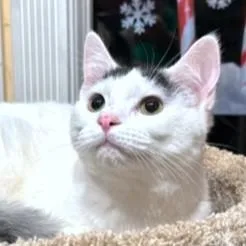 Stunning Sambuca thumbnail 3