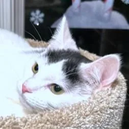 Stunning Sambuca thumbnail 4