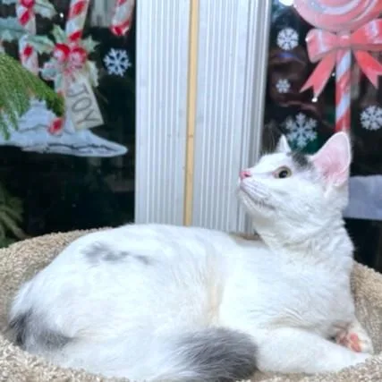 Stunning Sambuca thumbnail 6