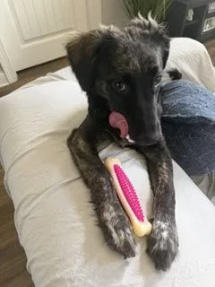 A baby medium-sized female Black Mixed Breed dog named Primerib for adoption in Covington, LA