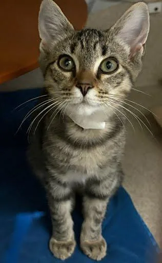 A baby medium-sized female Domestic Short Hair cat named Zazzy for adoption in Washington, DC