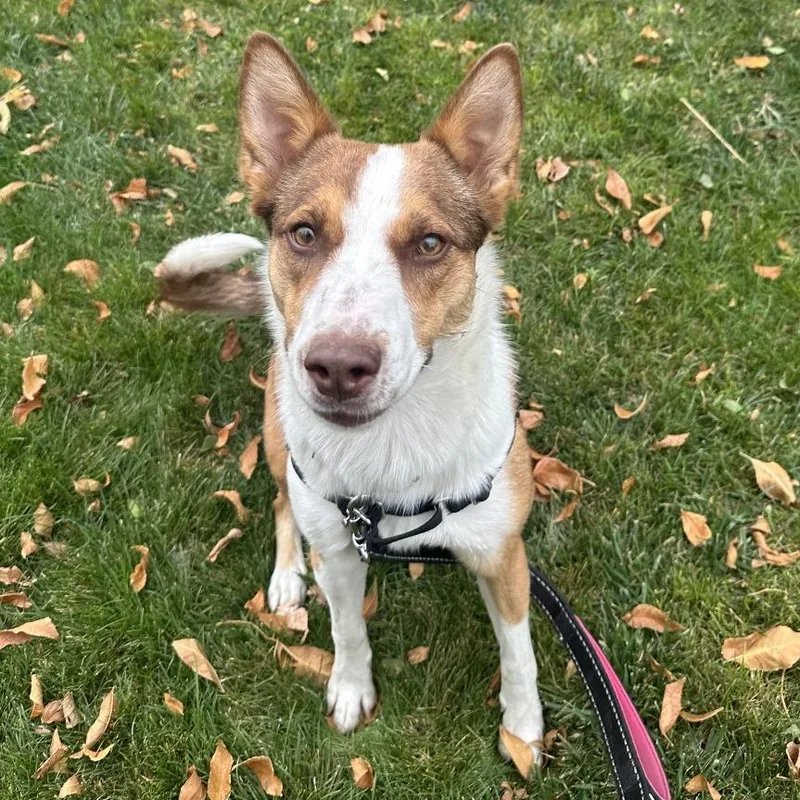 An adult medium-sized female Red / Chestnut / Orange Cattle Dog dog named Rebel for adoption in Murray, UT