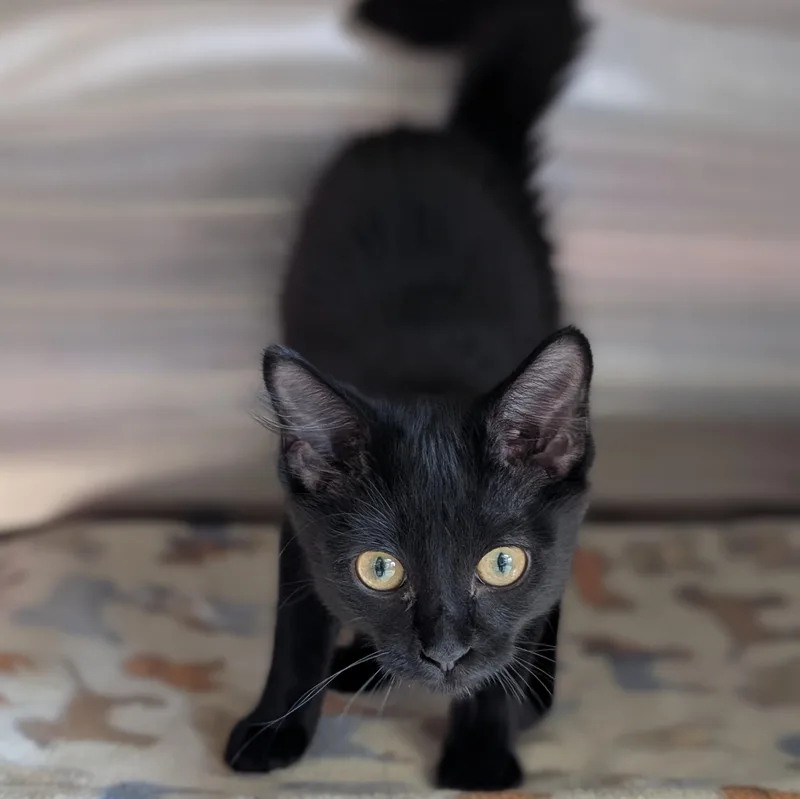 Kitrece