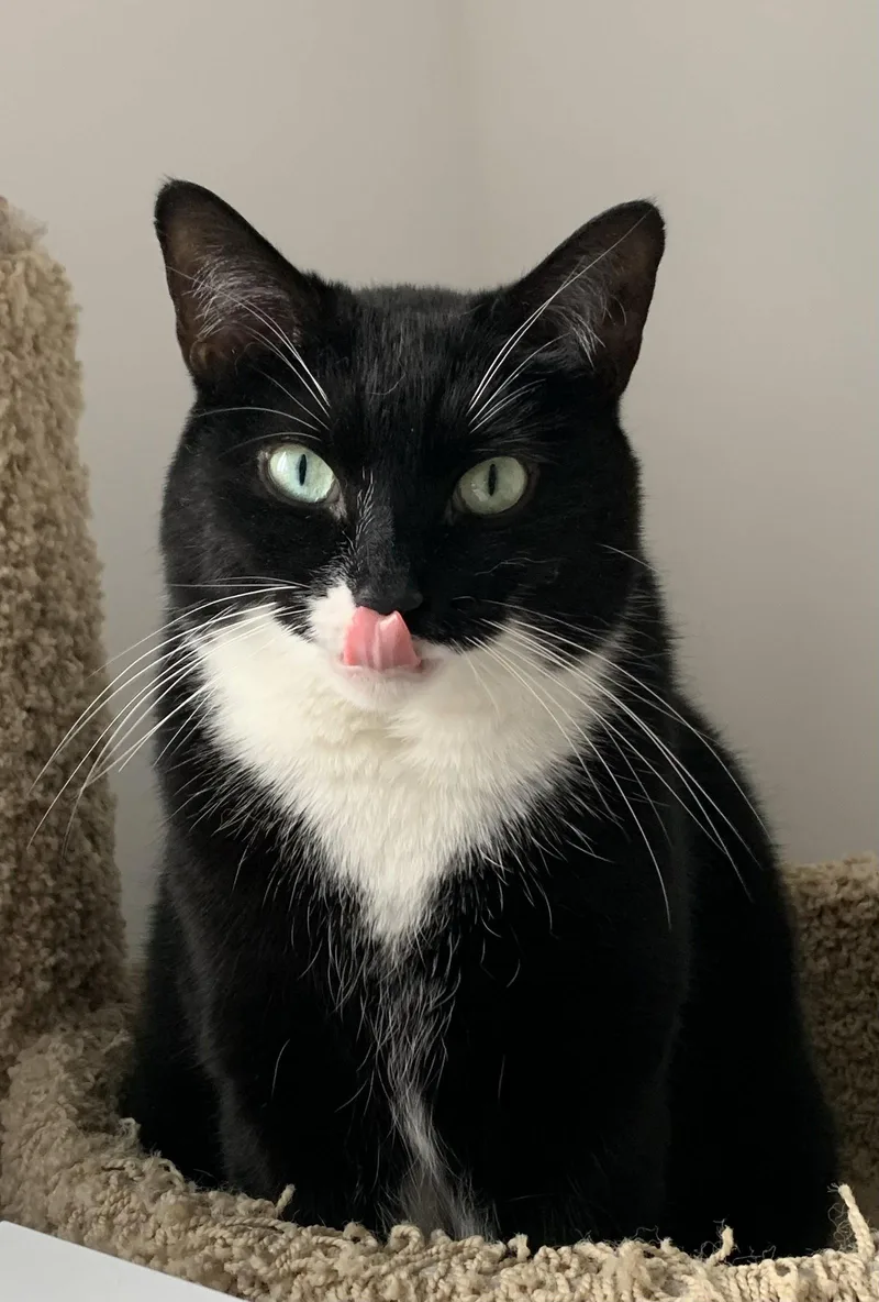 An adult medium-sized female Domestic Short Hair cat named Pugsley Addams for adoption in Brooklyn, NY
