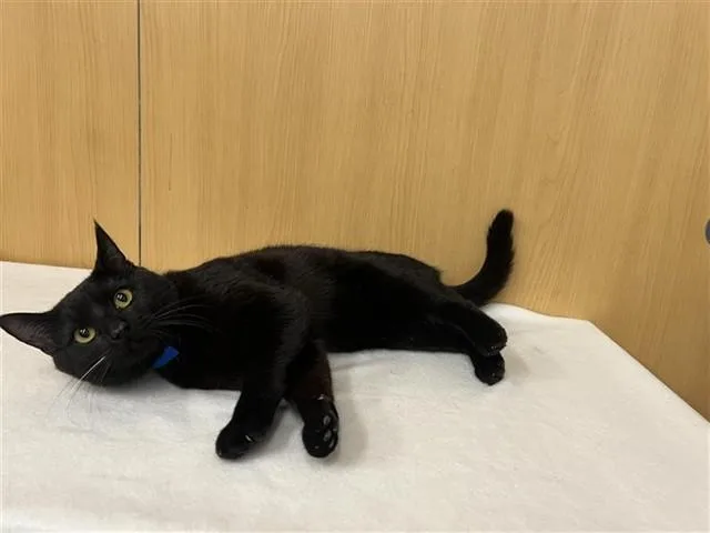 A young medium-sized male Domestic Medium Hair cat named Biscuit for adoption in Saint Louis, MO