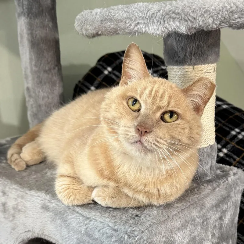 An adult small-sized female Buff / Tan / Fawn Domestic Short Hair cat named Bumble for adoption in Goshen, IN