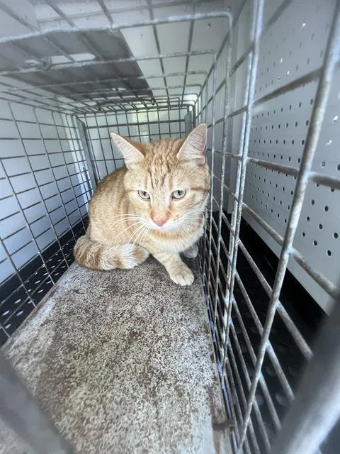 An adult large-sized male Domestic Short Hair cat named Creamsicle for adoption in Palmetto, FL