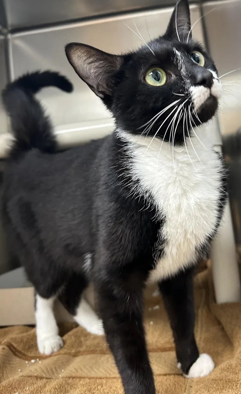An adult medium-sized male Black & White / Tuxedo Domestic Short Hair cat named Zen for adoption in St. Augustine, FL