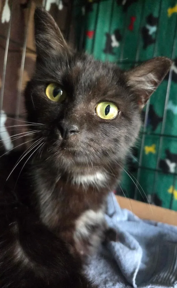 An adult small-sized female Black & White / Tuxedo Domestic Short Hair cat named Miss Molly for adoption in Loveland, OH