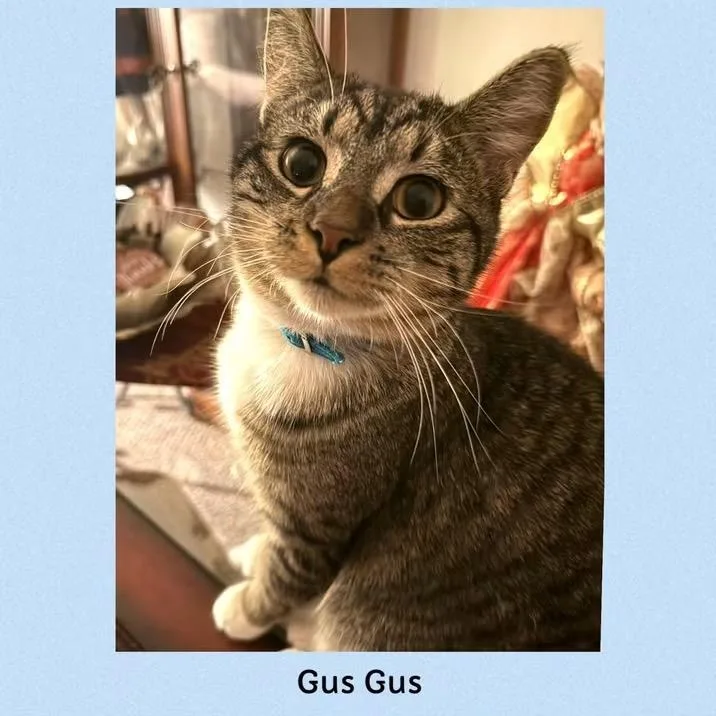 A young medium-sized male Tabby (Brown / Chocolate) Domestic Short Hair cat named Gus Gus for adoption in Mokena, IL