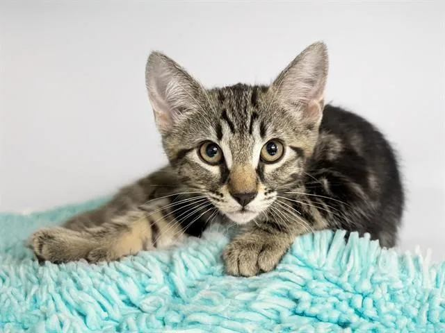 A baby medium-sized male Domestic Short Hair cat named Vince for adoption in Fort Lauderdale, FL