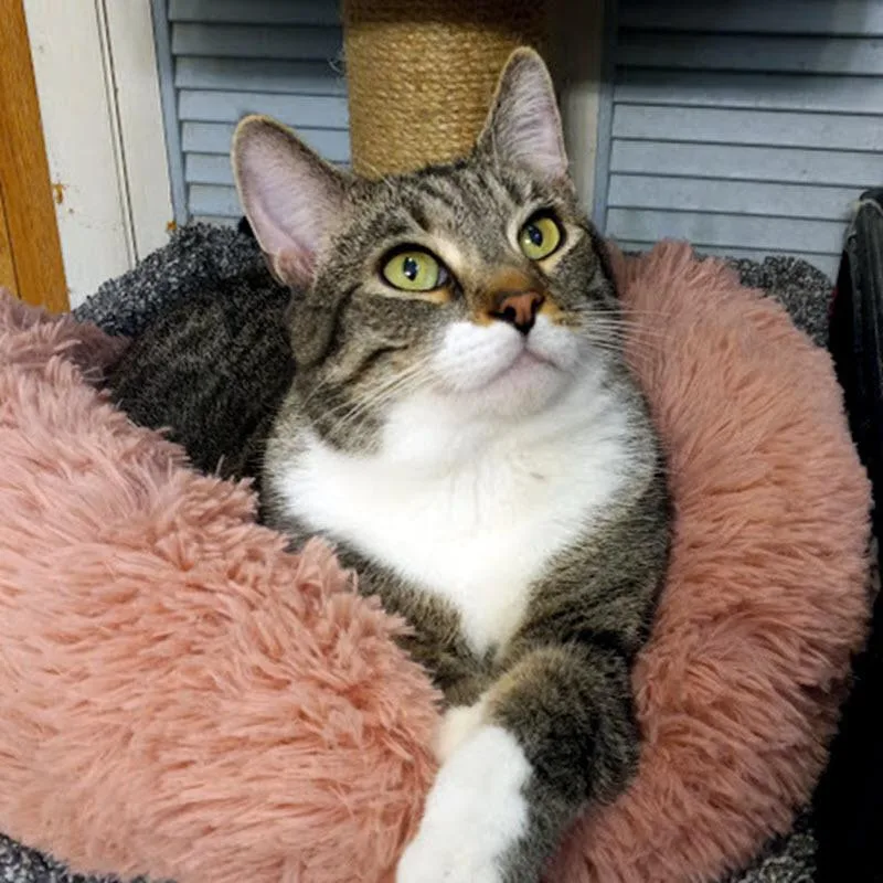 An adult large-sized male Tabby (Brown / Chocolate) Domestic Short Hair cat named Andy for adoption in Pittsburgh, PA