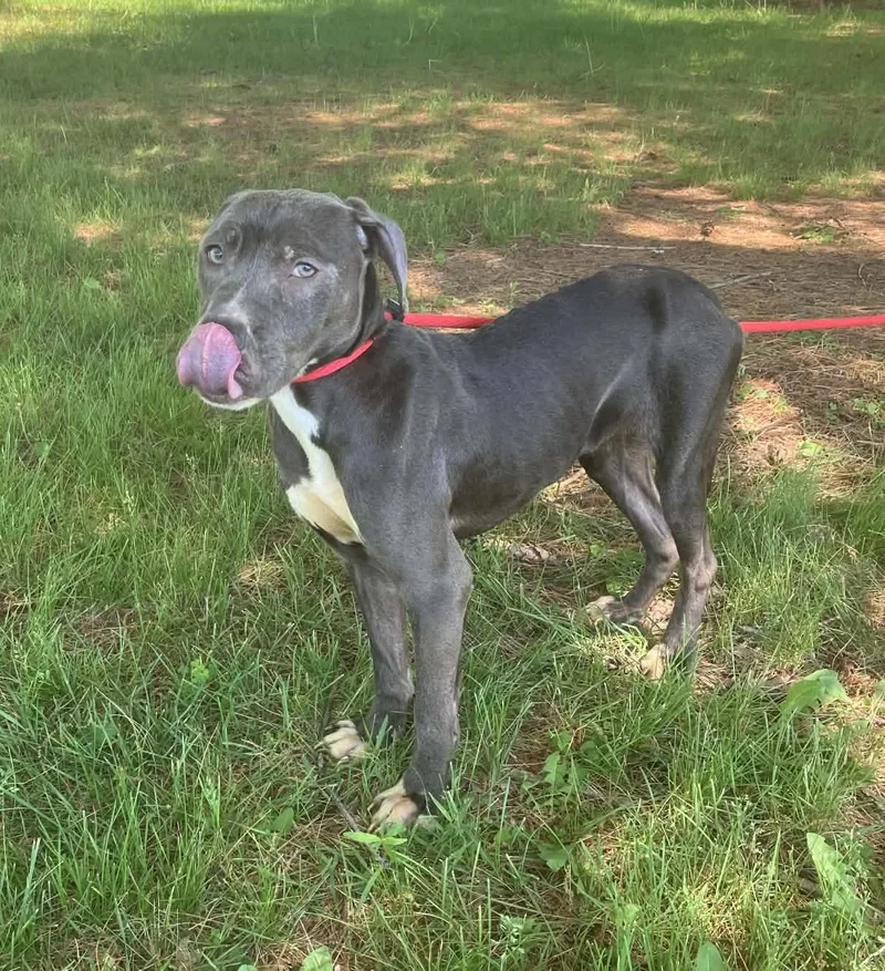 An adult medium-sized female Gray / Blue / Silver Pit Bull Terrier dog named Daphne for adoption in Springfield, IL