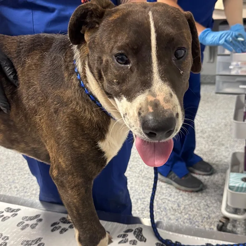 An adult medium-sized male Brown / Chocolate American Staffordshire Terrier dog named Elbert for adoption in Greenville, SC