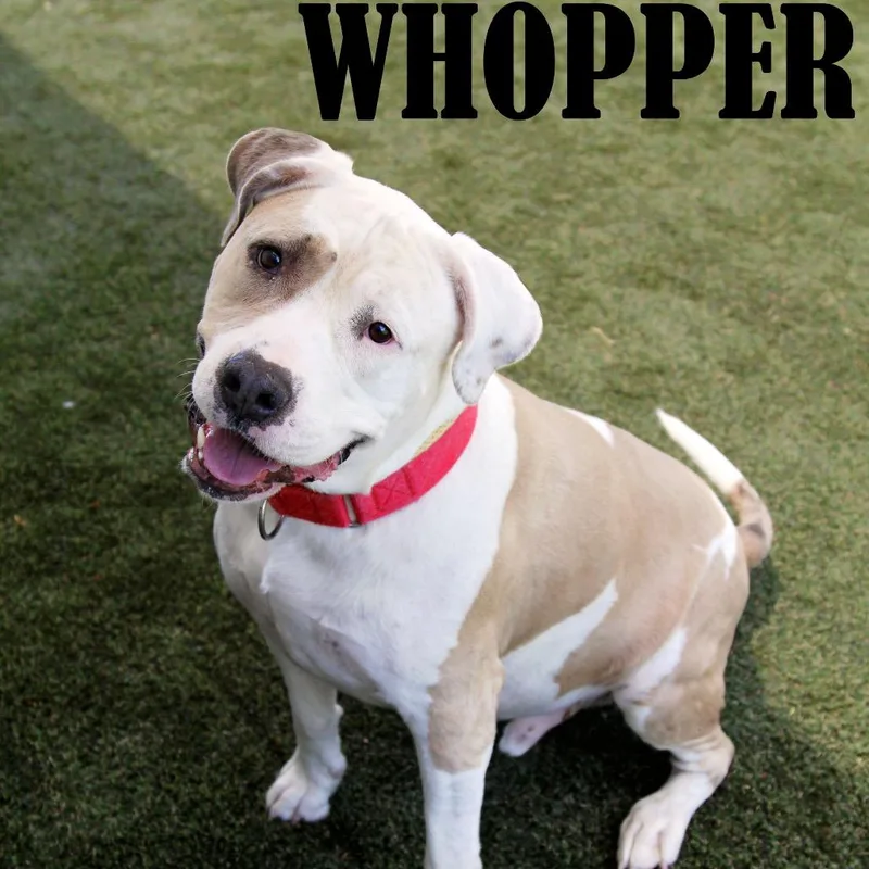 Whopper thumbnail 5