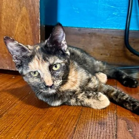 A baby small-sized female Tortoiseshell Domestic Short Hair cat named Wilkie for adoption in Green Bay, WI